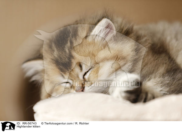 Britisch Langhaar Ktzchen / Highlander kitten / RR-56743