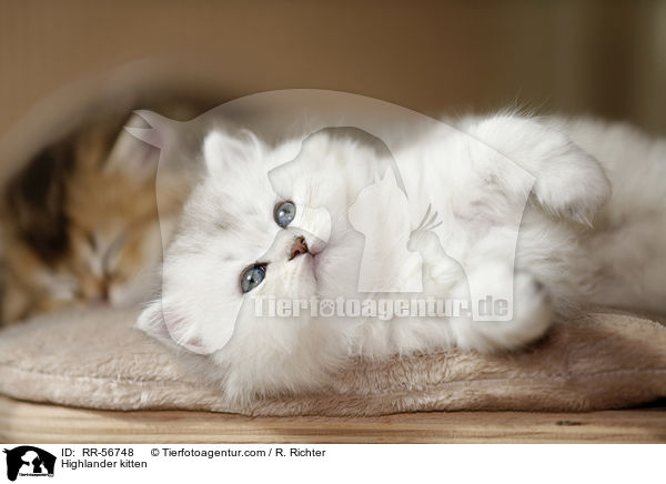 Highlander kitten / RR-56748