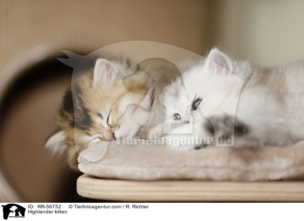 Highlander kitten / RR-56752
