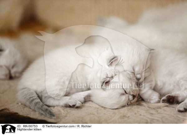 Highlander kitten / RR-56753