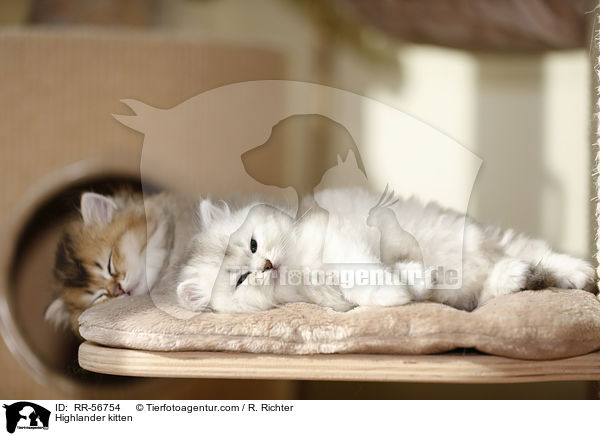 Highlander kitten / RR-56754
