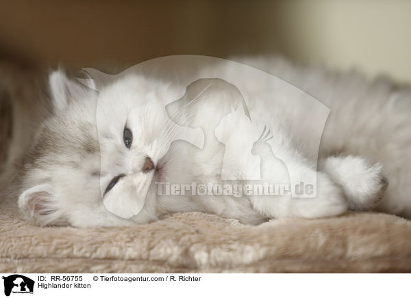 Highlander kitten / RR-56755