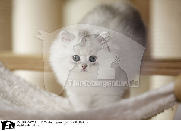 Highlander kitten / RR-56757