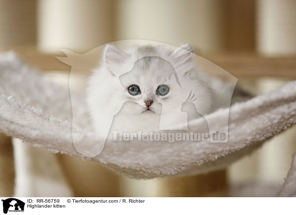 Highlander kitten / RR-56759