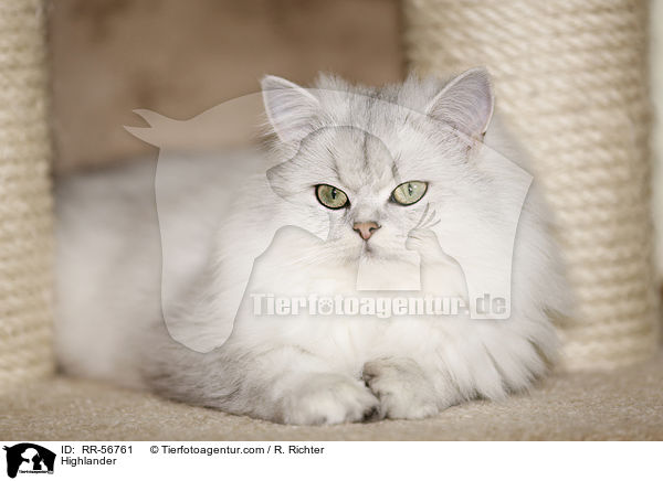 Britisch Langhaar / Highlander / RR-56761