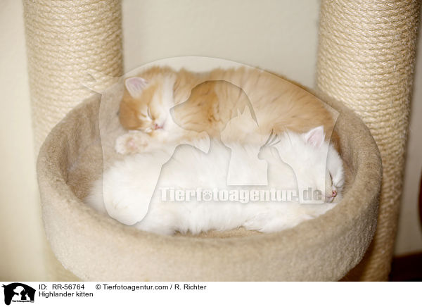 Highlander kitten / RR-56764