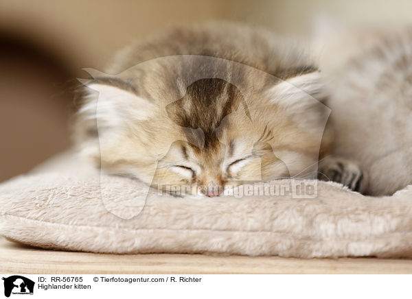 Highlander kitten / RR-56765