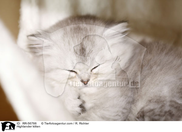 Highlander kitten / RR-56766