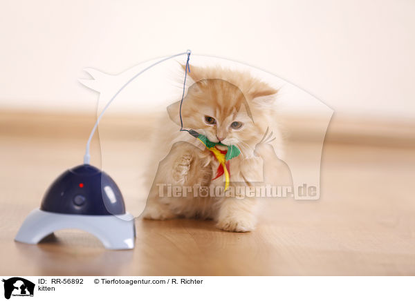 kitten / RR-56892