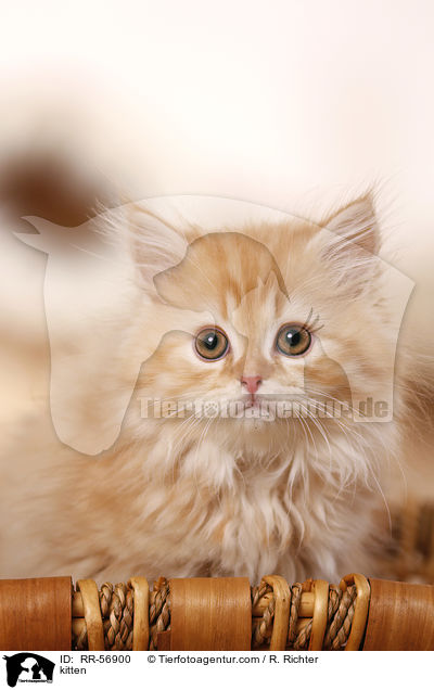 kitten / RR-56900
