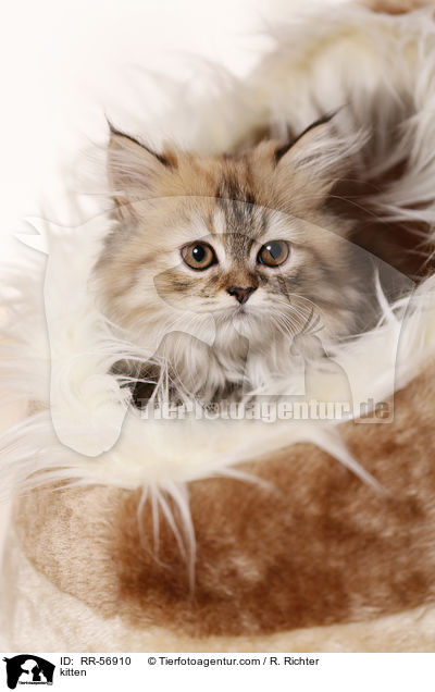 kitten / RR-56910