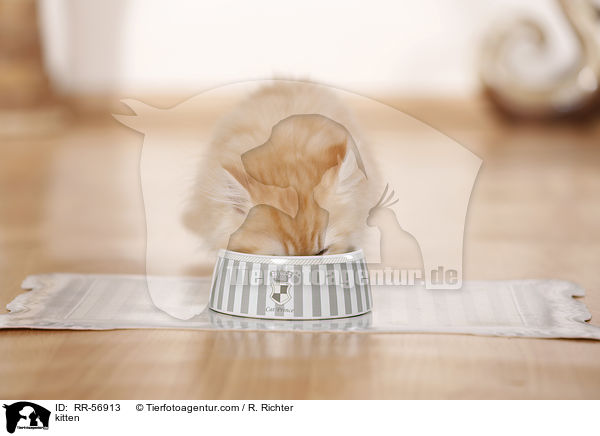 kitten / RR-56913
