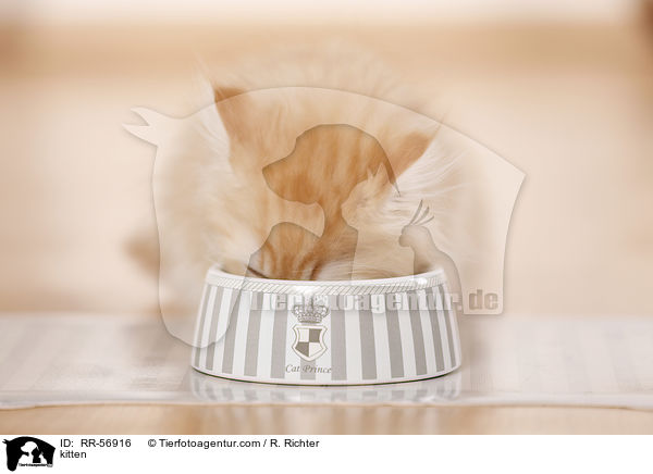 Highlander Ktzchen / kitten / RR-56916
