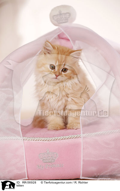 kitten / RR-56928