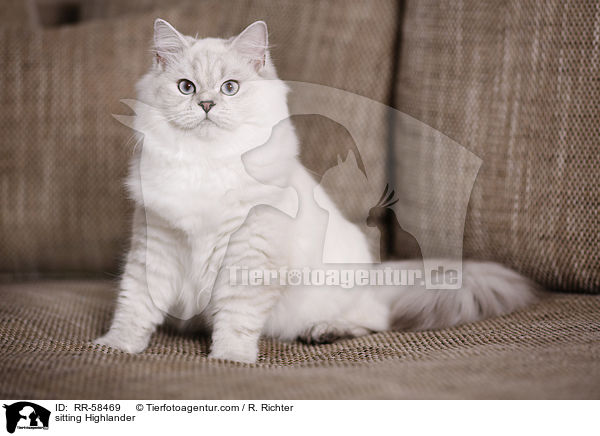 sitting Highlander / RR-58469
