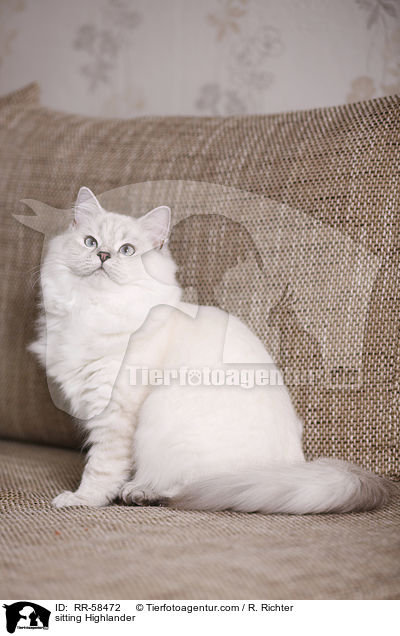 sitting Highlander / RR-58472