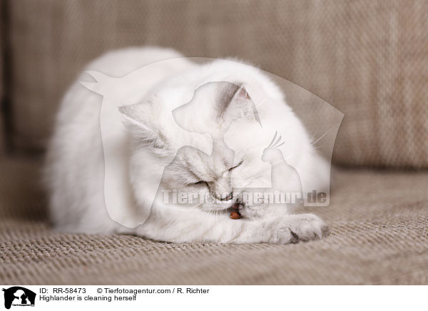 Highlander is cleaning herself / RR-58473