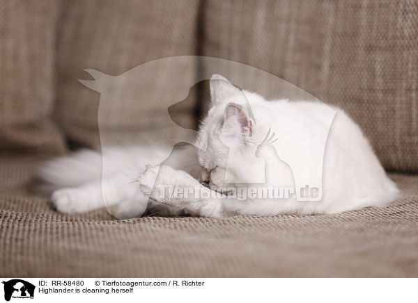 Highlander is cleaning herself / RR-58480
