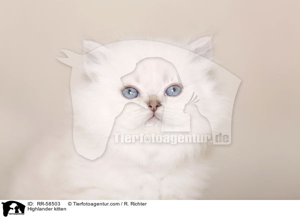 Highlander kitten / RR-58503