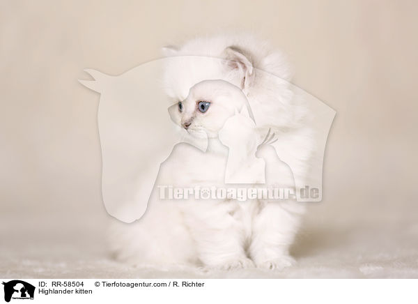 Highlander kitten / RR-58504