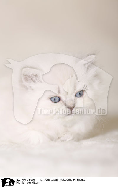 Highlander kitten / RR-58506