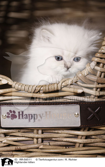 Highlander kitten / RR-58511