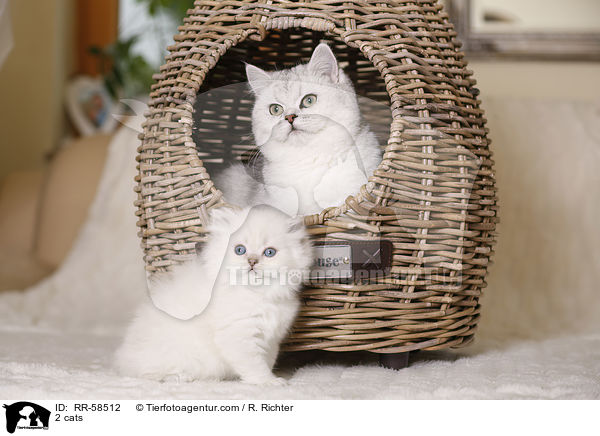 2 Katzen / 2 cats / RR-58512