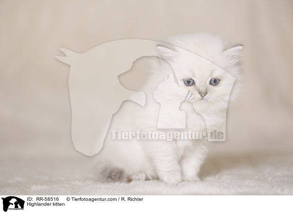Highlander kitten / RR-58516