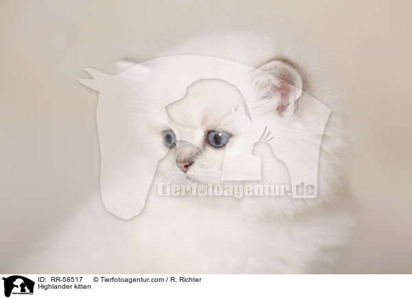 Highlander kitten / RR-58517