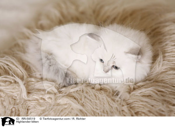 Highlander kitten / RR-58519