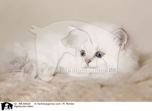 Highlander kitten / RR-58520