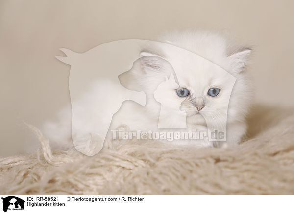 Highlander kitten / RR-58521