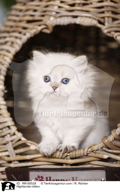 Highlander kitten / RR-58528