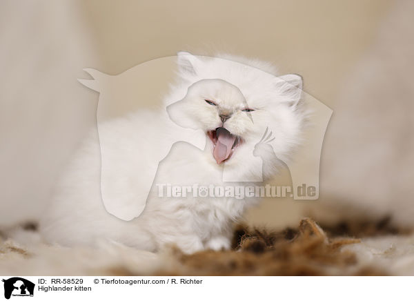 Highlander kitten / RR-58529
