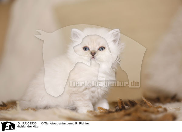 Highlander kitten / RR-58530
