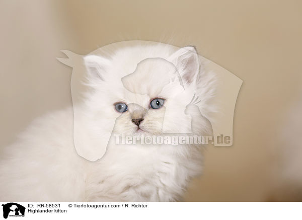Highlander kitten / RR-58531