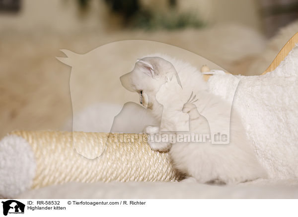 Highlander kitten / RR-58532