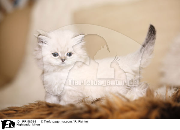 Highlander kitten / RR-58534