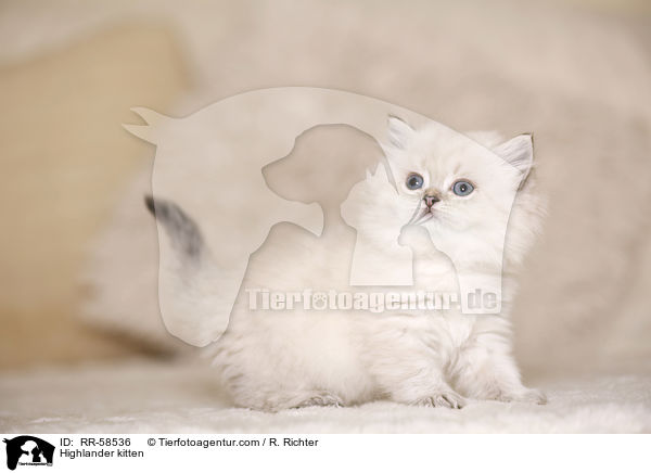 Highlander kitten / RR-58536