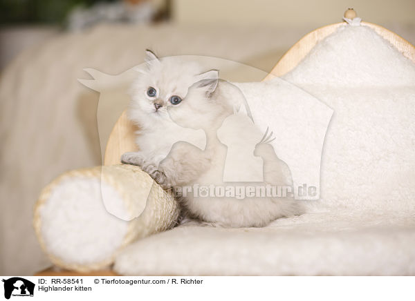 Highlander kitten / RR-58541