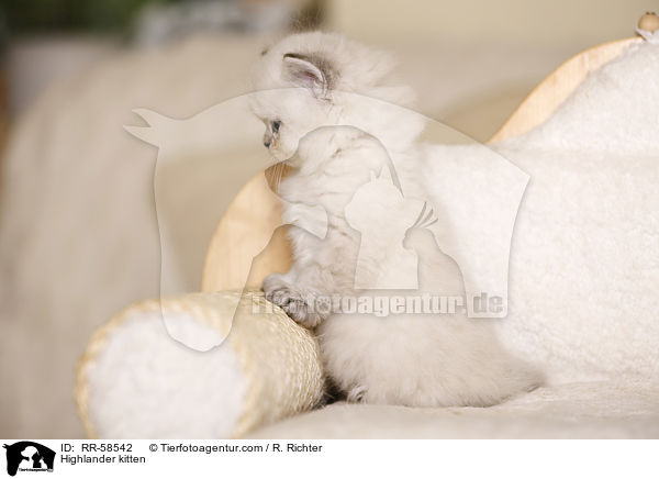 Highlander kitten / RR-58542