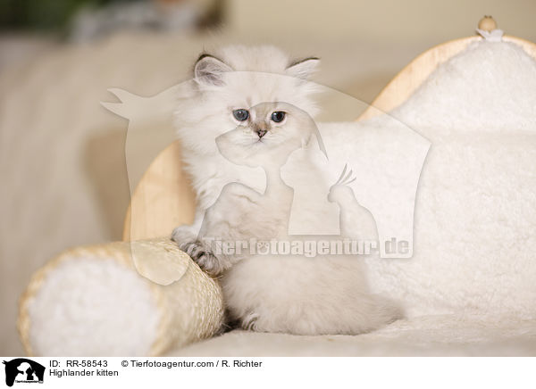 Highlander Ktzchen / Highlander kitten / RR-58543