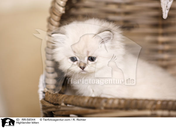 Highlander kitten / RR-58544