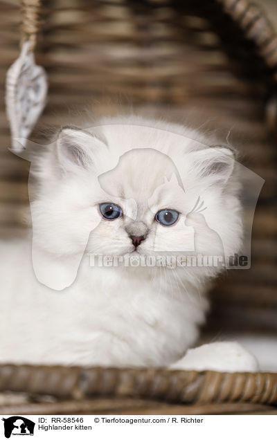 Highlander kitten / RR-58546