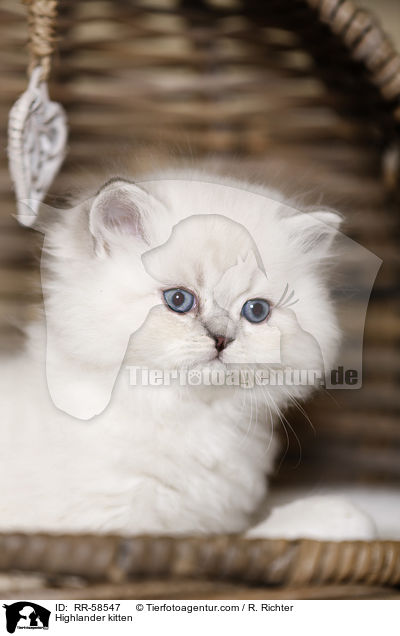 Highlander kitten / RR-58547