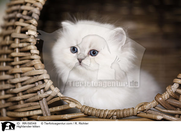 Highlander kitten / RR-58548