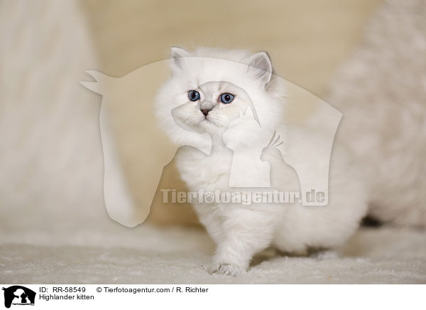 Highlander kitten / RR-58549