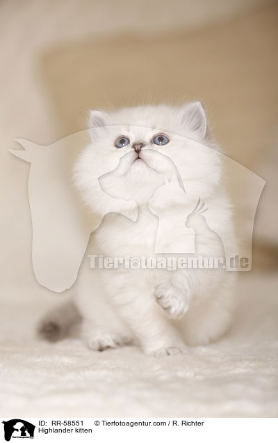 Highlander kitten / RR-58551