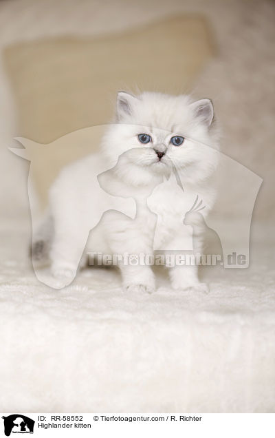 Highlander kitten / RR-58552