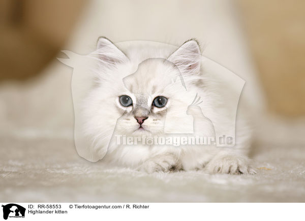 Highlander kitten / RR-58553